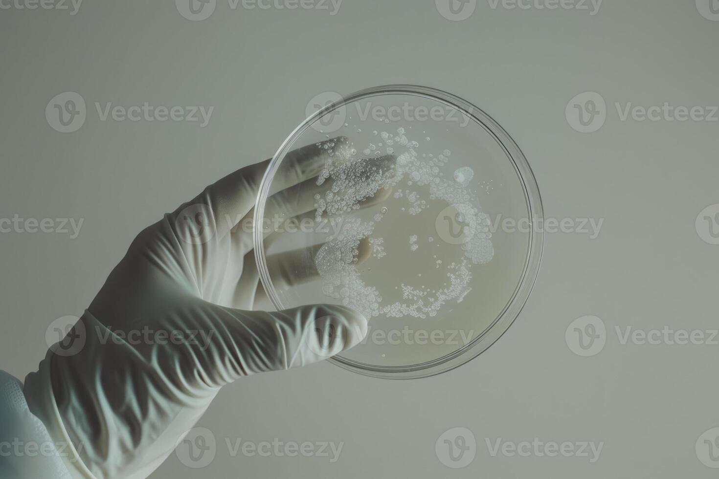 AI generated Scientists hand in glove holding petri dishes with bacterial colonies culture photo