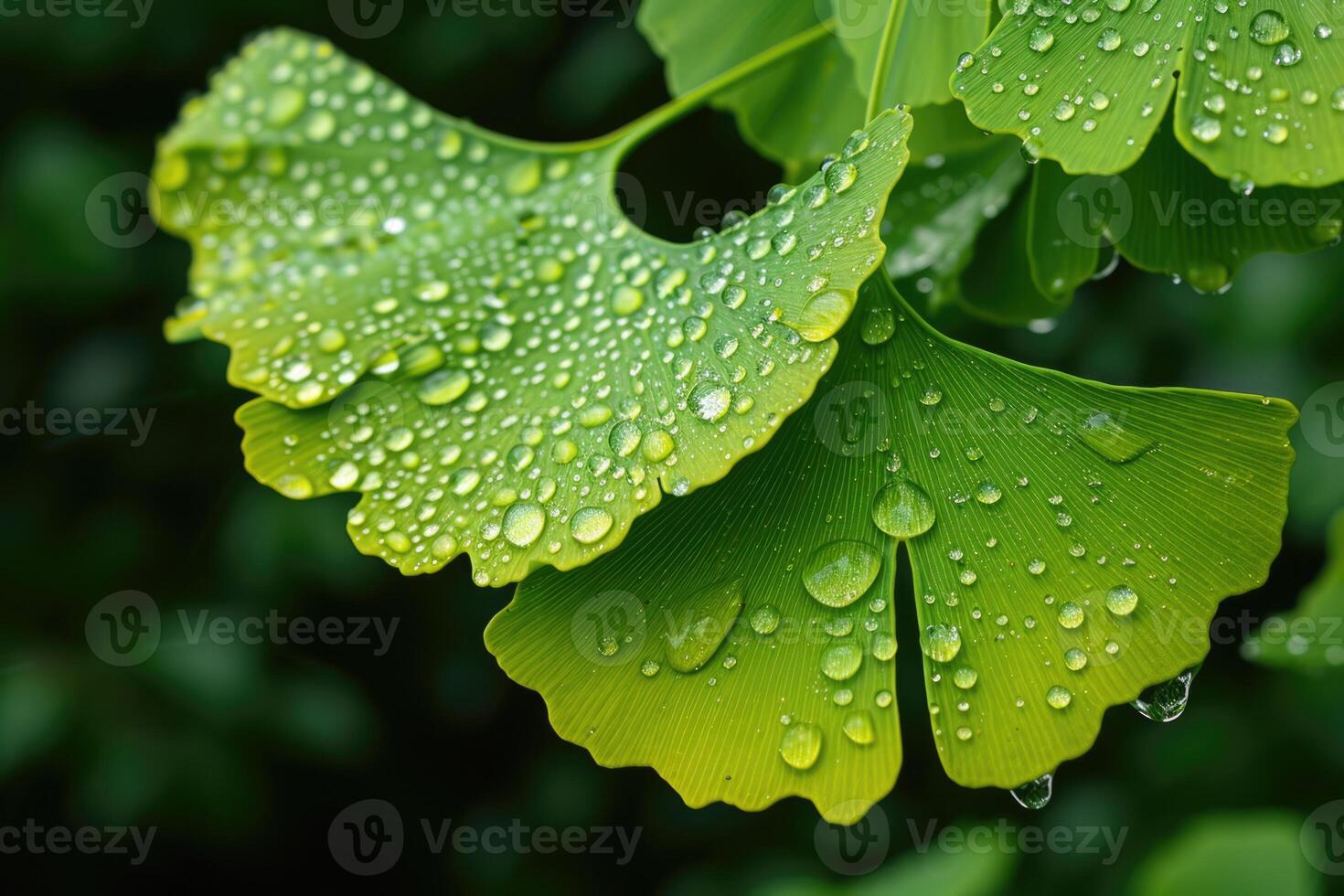 AI generated Maidenhair or ginkgo biloba leaves. Healing plant in traditional Chinese medicine photo