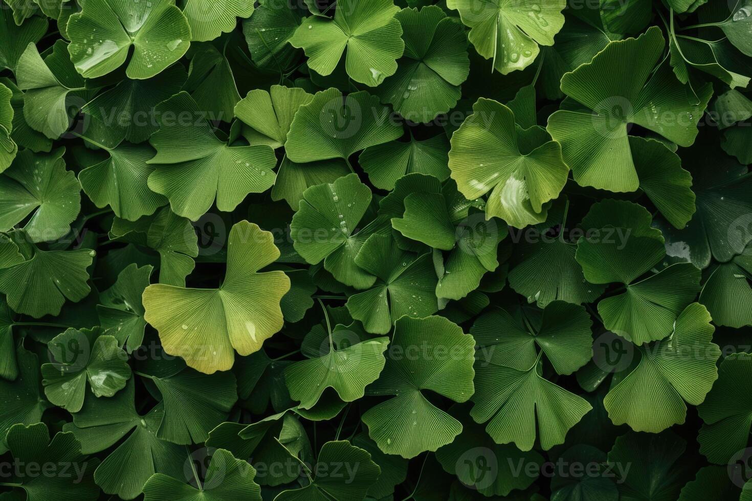 AI generated Maidenhair or ginkgo biloba leaves. Healing plant in traditional Chinese medicine photo