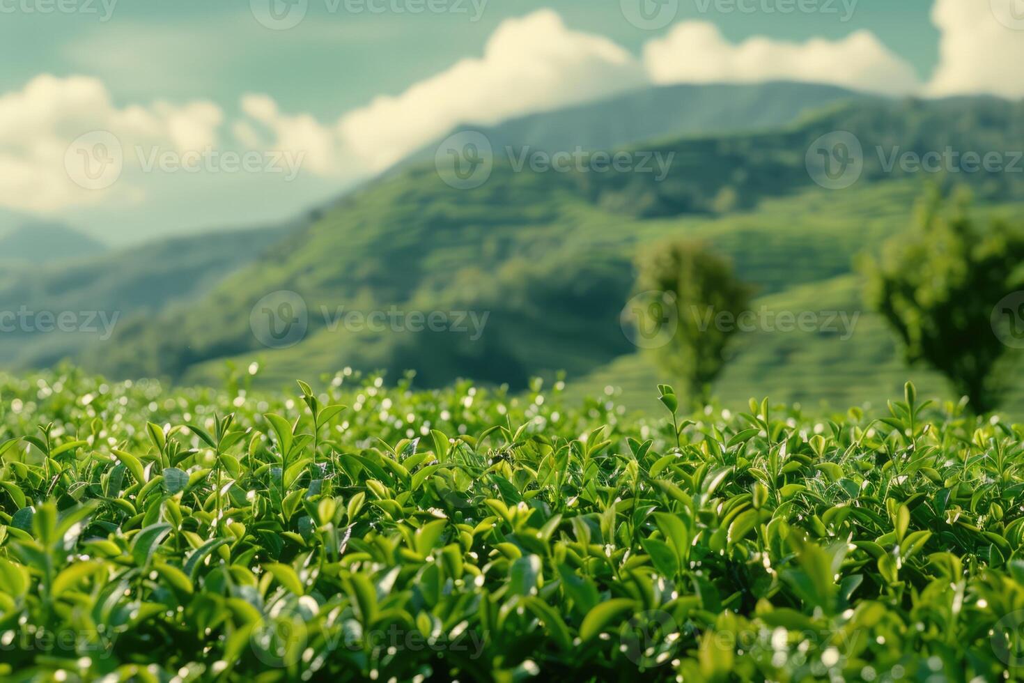 AI generated Green tea bush plantation with hills and mountains on background photo
