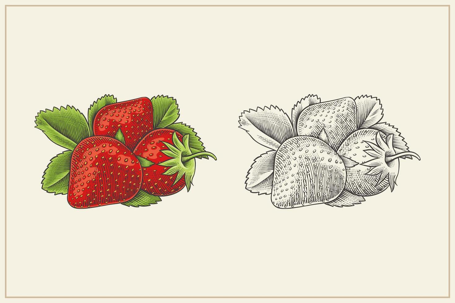 hand drawn strawberry in vintage style vector