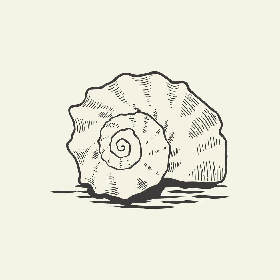 hand drawn sea snail shell vector