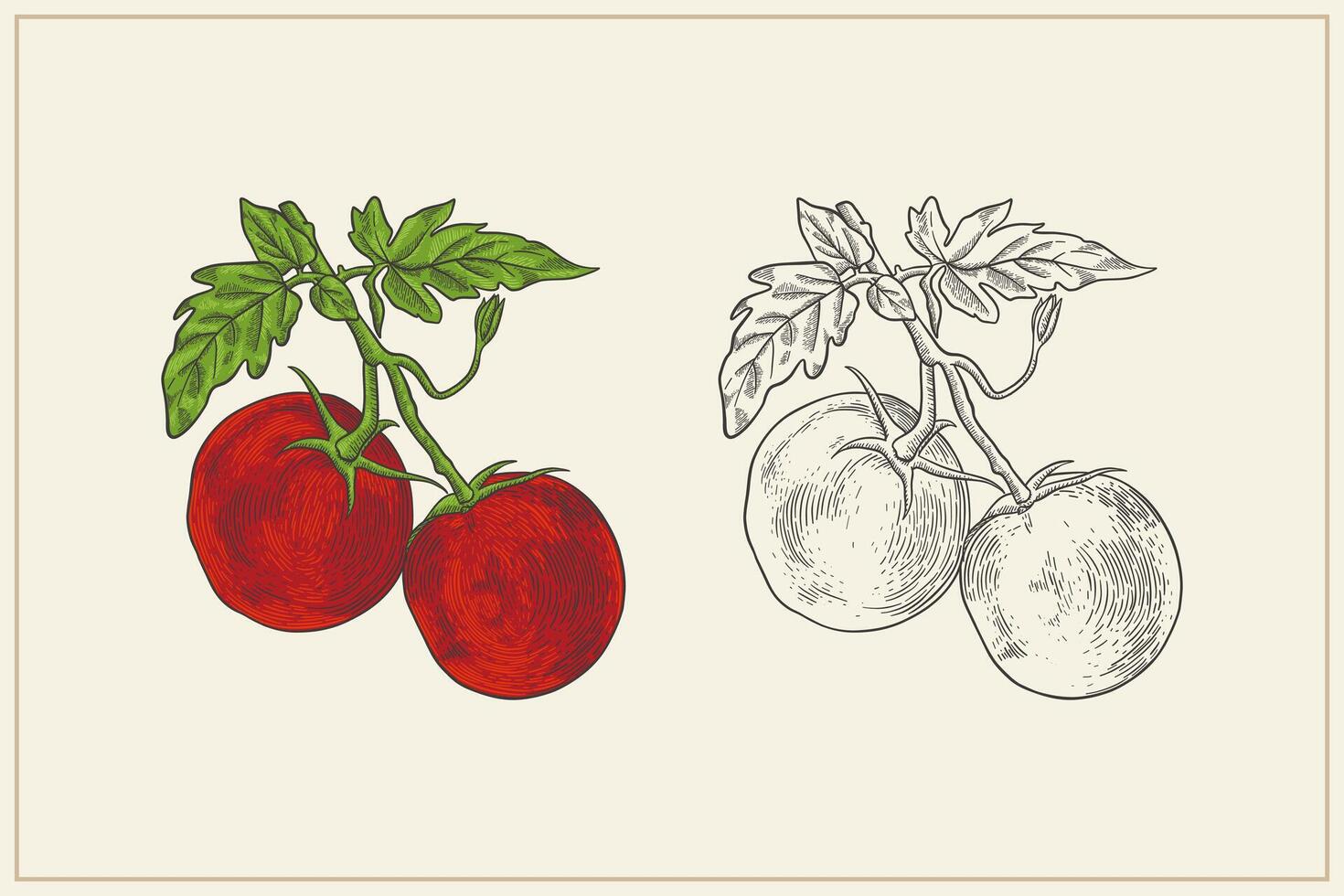 mano dibujado tomate en Clásico estilo vector