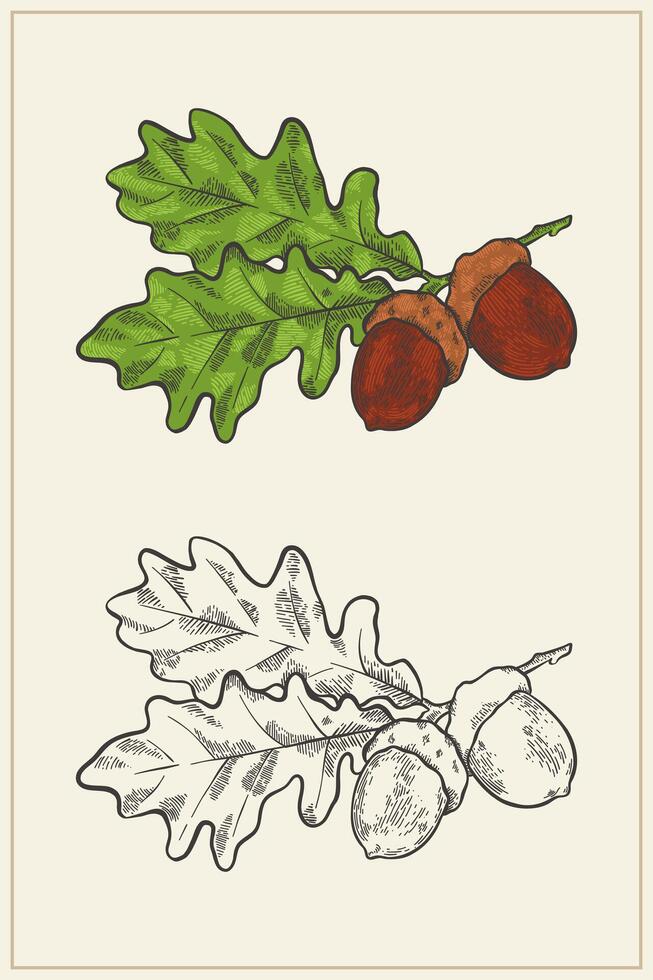 hand drawn oak in vintage style vector