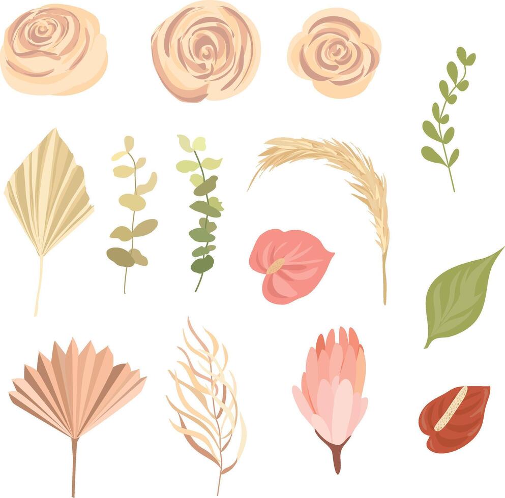 Elegant dry protea flower, tropic palm , eucalyptus, dried tropical leaves, floral elements. Vector isolated illustration set