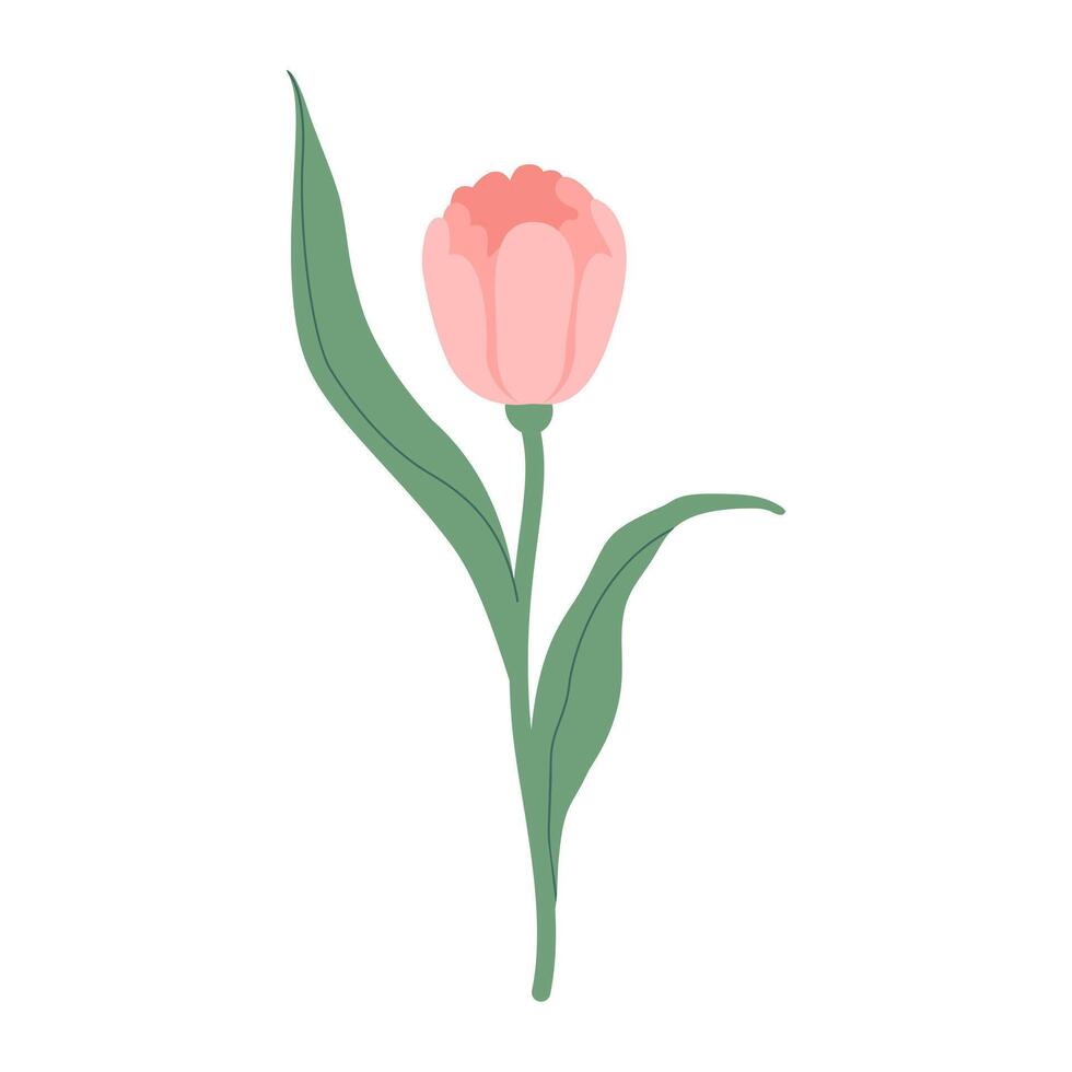 Hand-drawn pink tulip flower isolated on white background. Pink spring flower for the holidays. Vector flat illustration for branding, greeting postcard, web design.