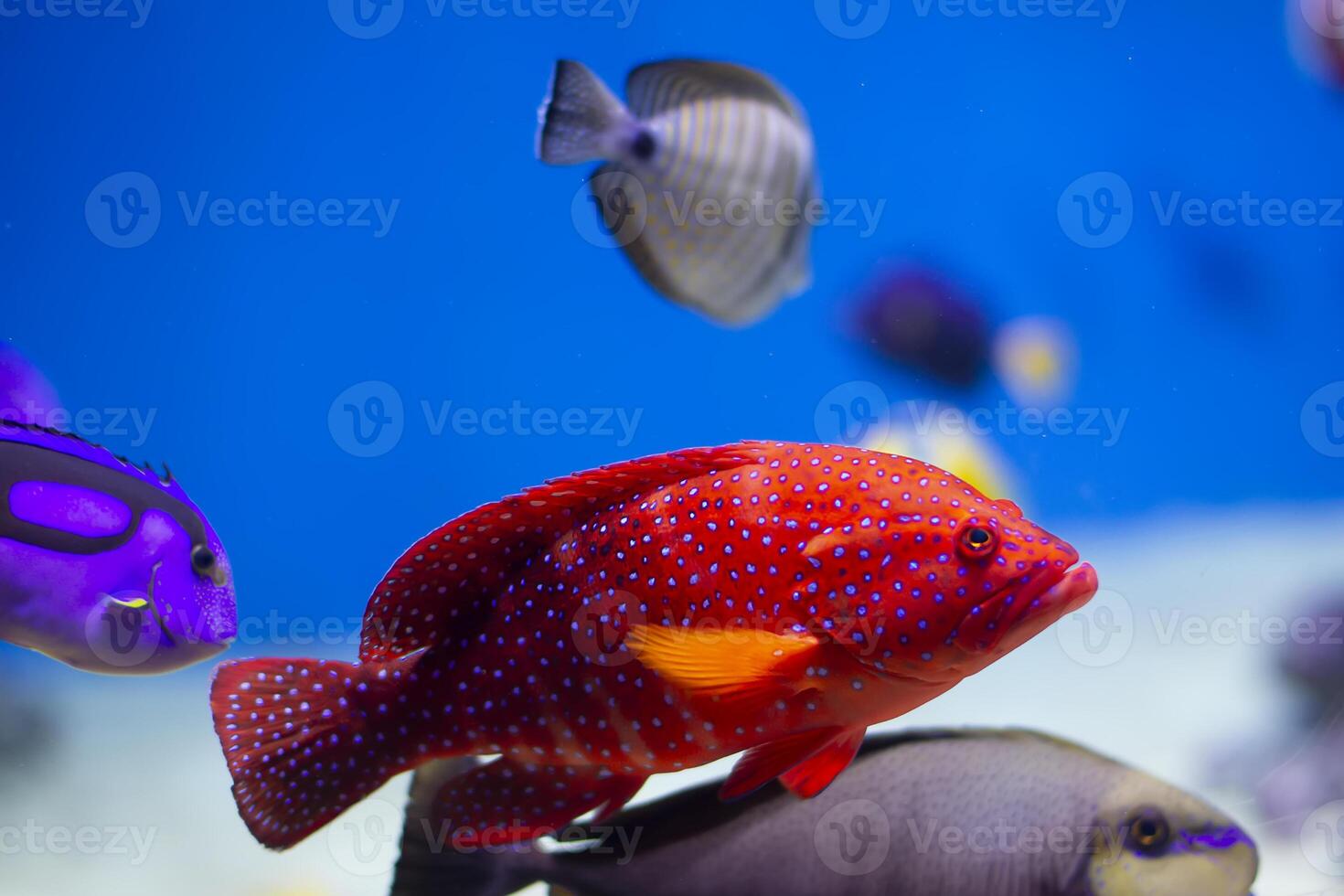 hermosa exótico pescado en el agua. foto