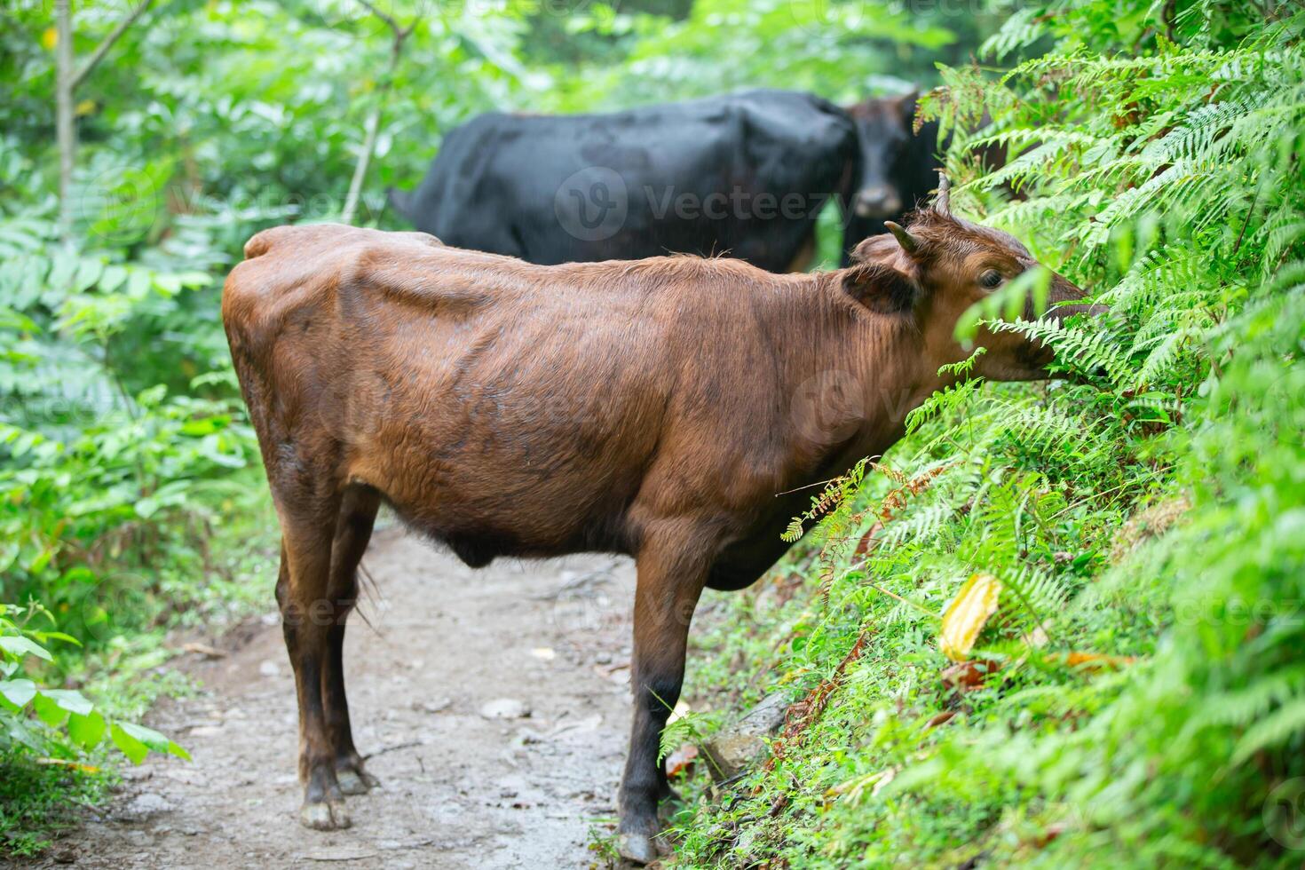 dos toros son caminando y pasto, comiendo césped, disfrutando vida. foto