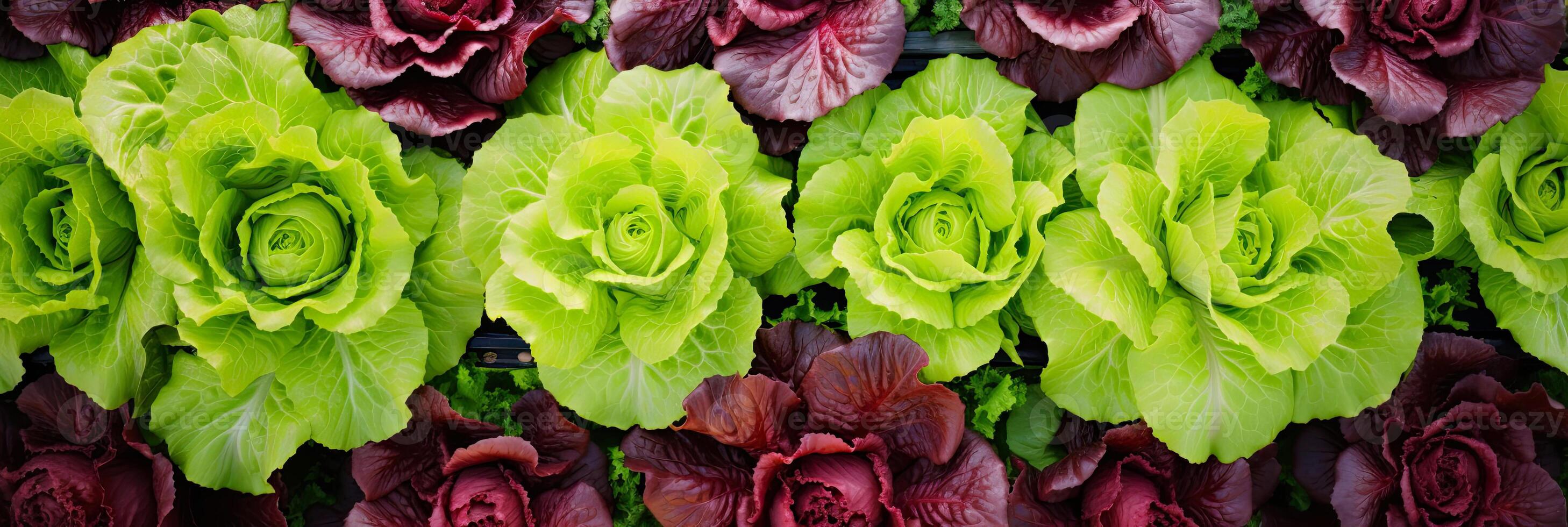 AI generated Fresh lettuce harvest in the garden - healthy vegetable eco-friendly greens growing in your garden. AI generated photo