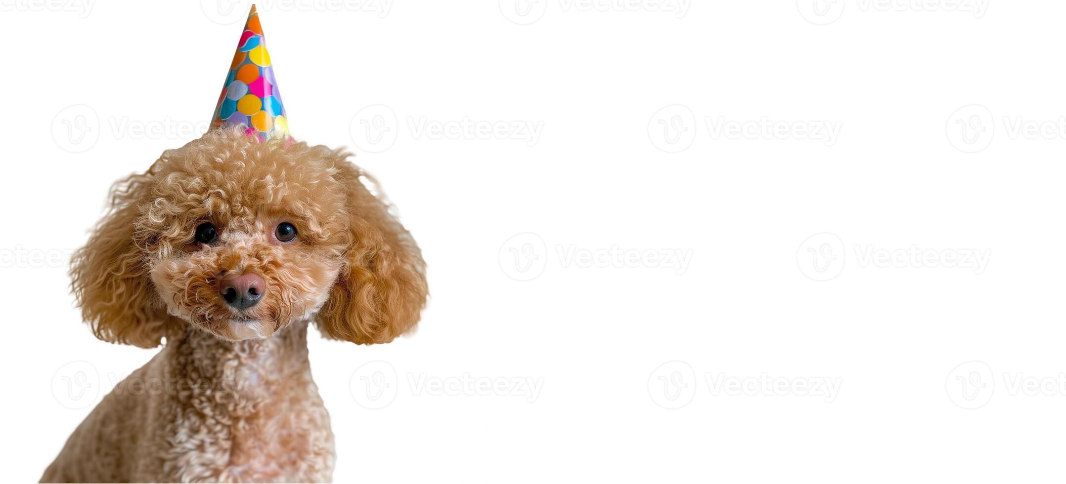 AI generated Cute Birthday Poodle on a white isolated Background photo