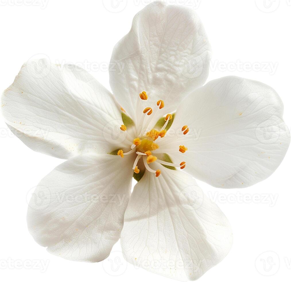 ai generado jazmín blanco flor aislado en un blanco antecedentes foto