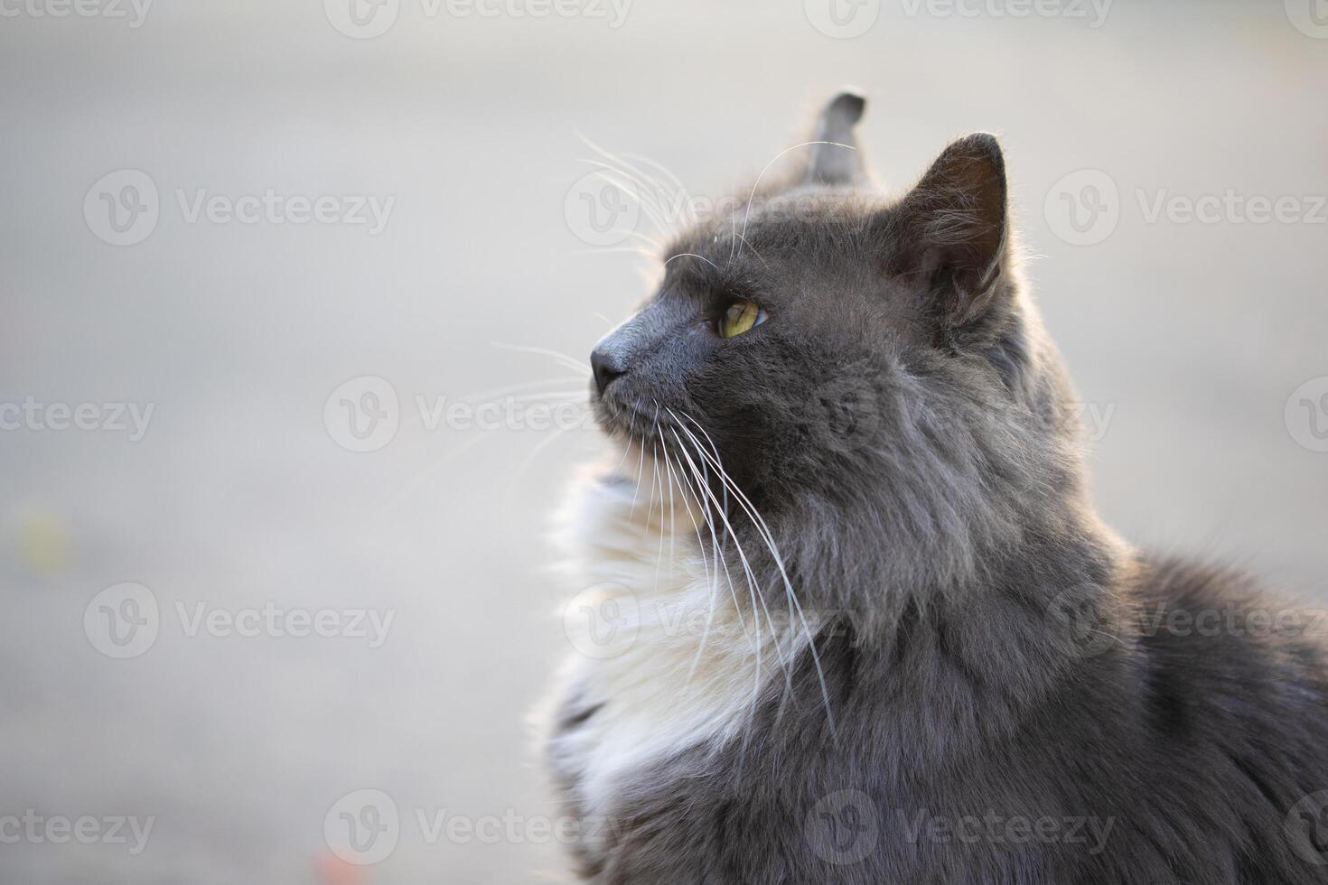 City cat. Gray fluffy cat walks on the street. photo