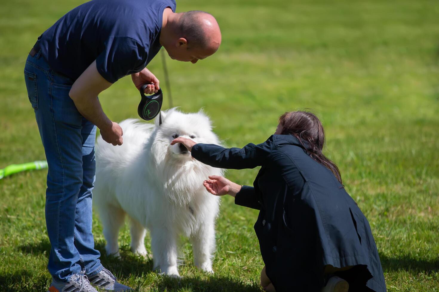 May 20, 2023. Belarus, Gomilski dog show stadium. An expert evaluates a dog at a show. photo