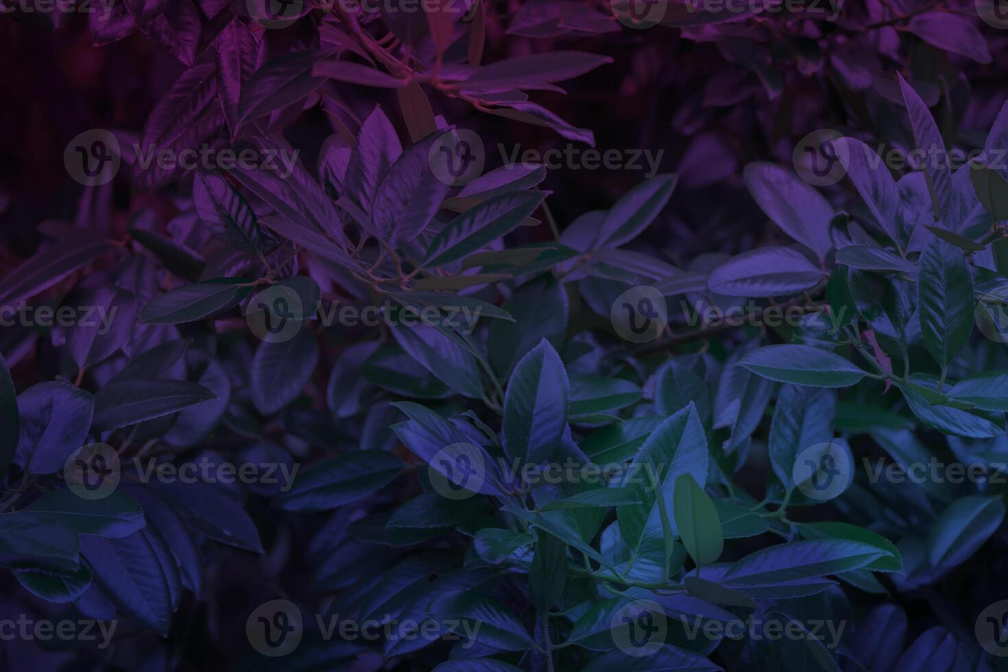 creativo púrpura oscuro color muestra de tela desde tropical hojas. plano laico de hojas. el concepto de naturaleza. foto