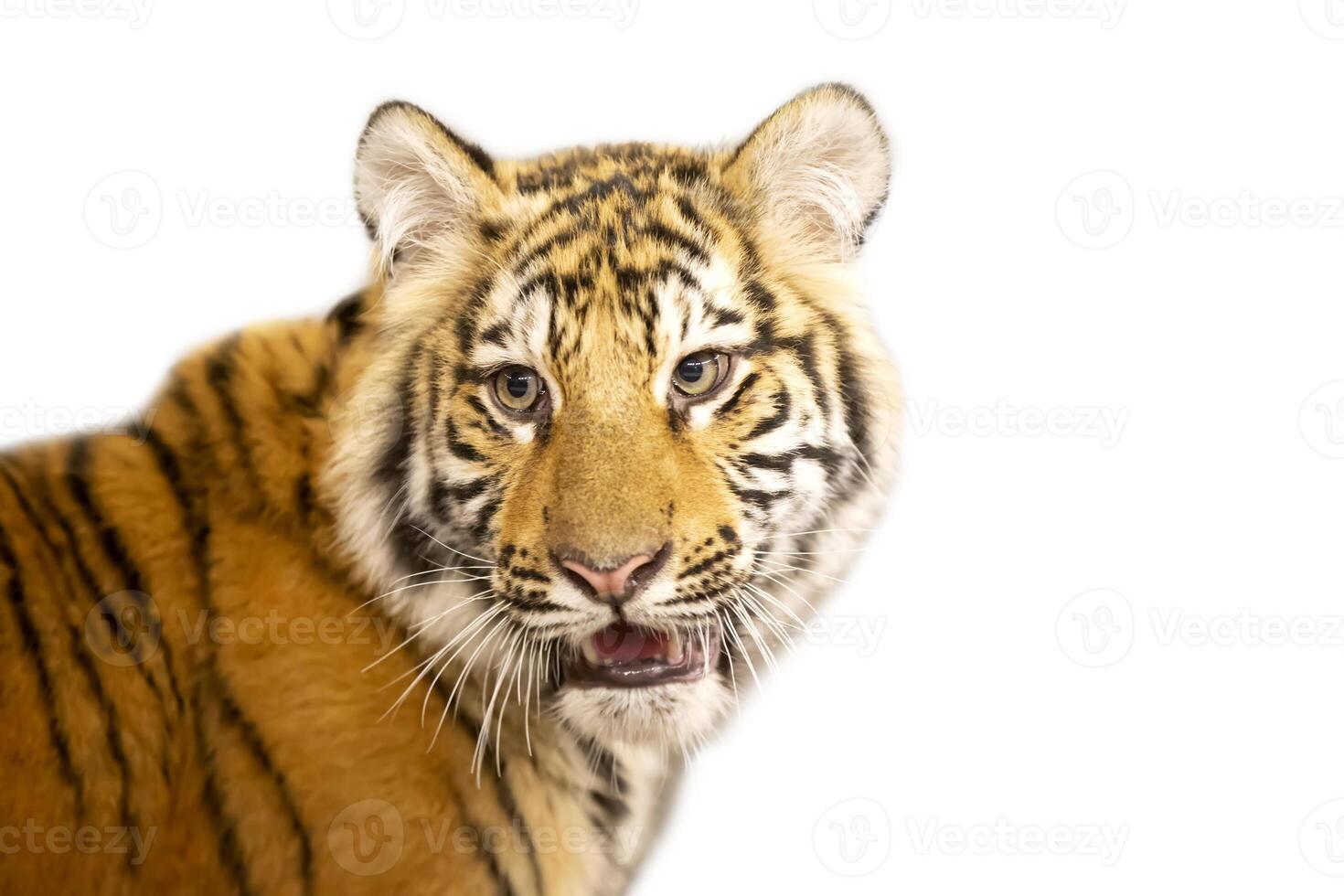 Red tiger on a white background. photo