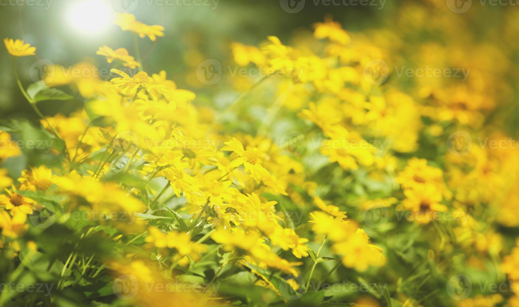 Background field with yellow flowers. photo