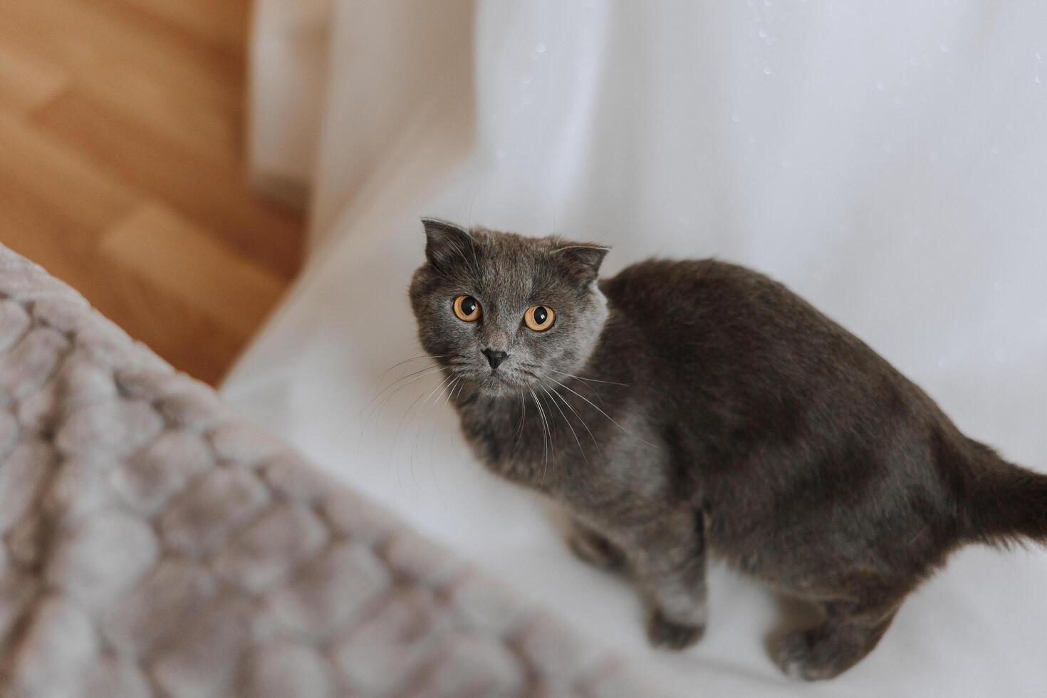 Scottish cat at a wedding. Scottish fold cat and wedding bouquet. A pet at a wedding. Anxious look of a cat photo
