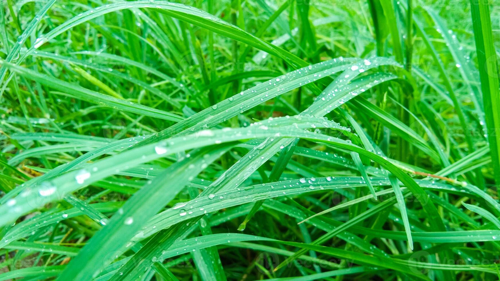 agua de lluvia en verde césped hojas, muy Fresco foto