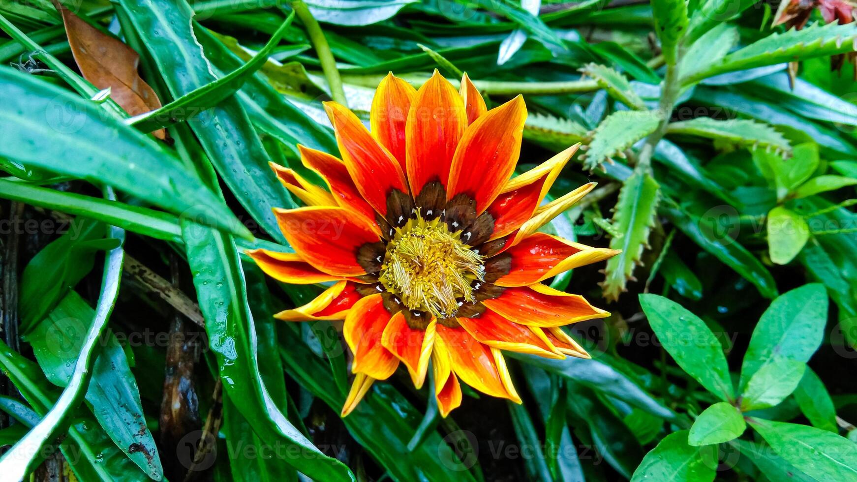 Close-up photo of gazania flowers growing in the Bromo highlands of Indonesia