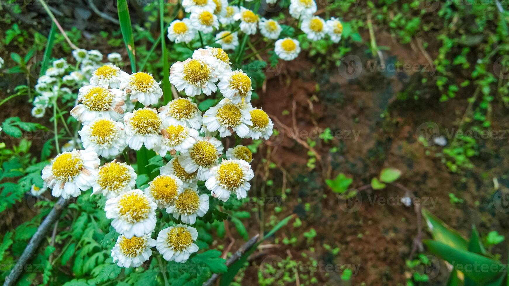 The white Tanacetum parthenium flowers photo