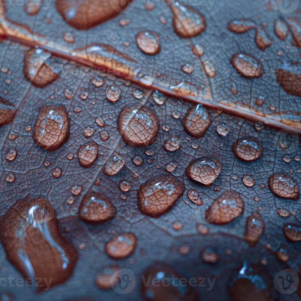raindrops on the red leaf in rainy days in autumn season, red background photo