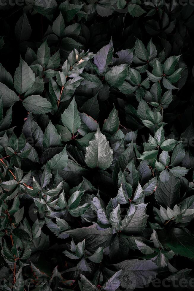 hojas de plantas verdes en el jardín en primavera, fondo verde foto