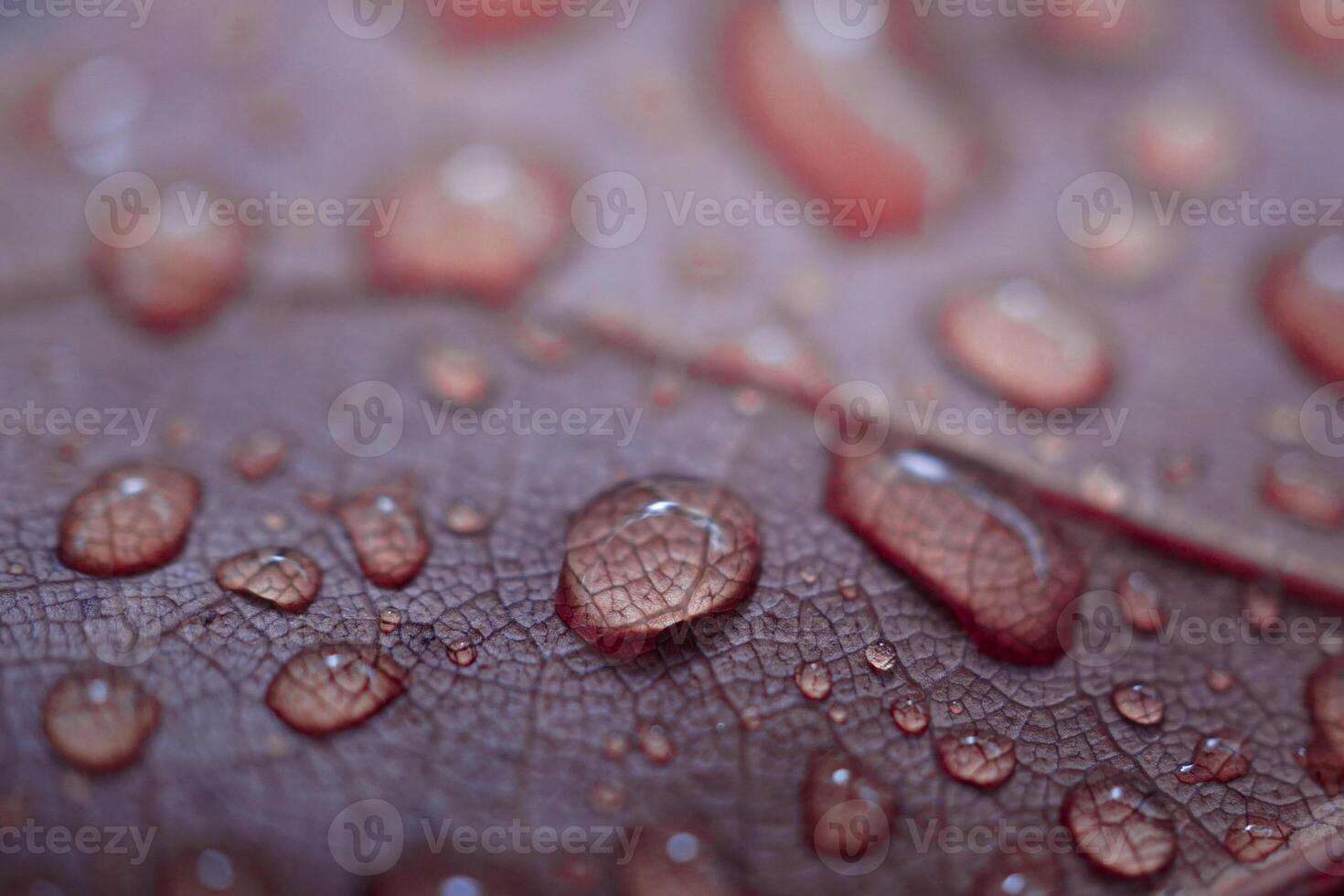 raindrops on the red leaf in rainy days in autumn season, red background photo
