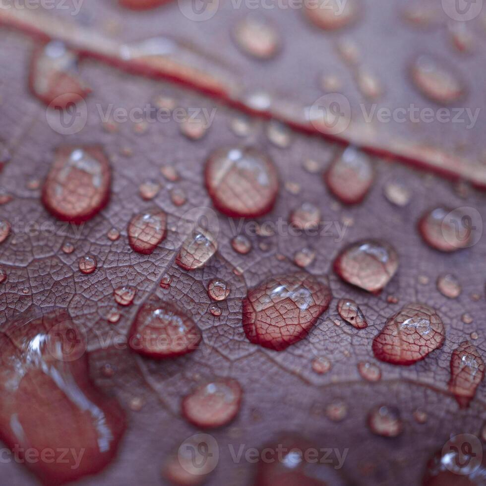 raindrops on the red leaf in rainy days in autumn season, red background photo
