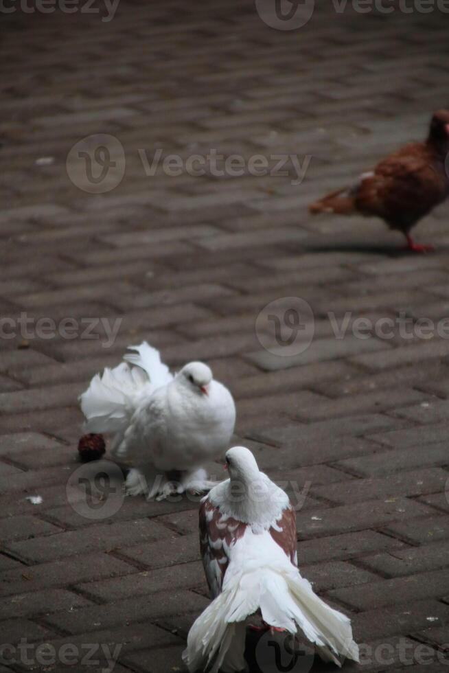 two doves on the road photo