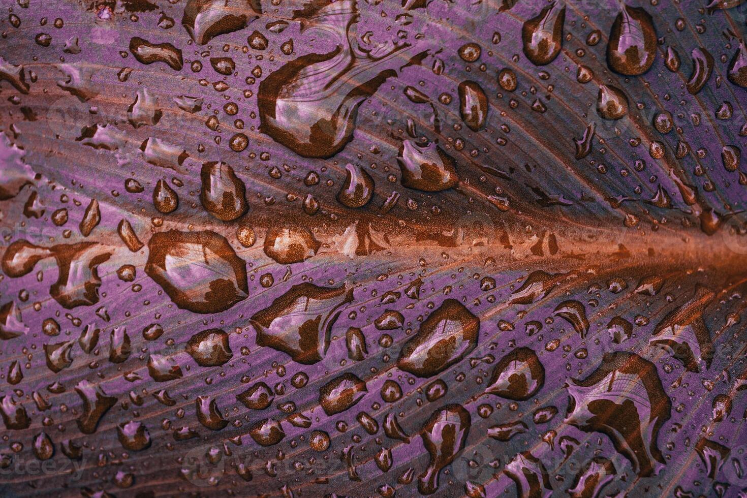 raindrops on the red leaf in rainy days in autumn season, red background photo