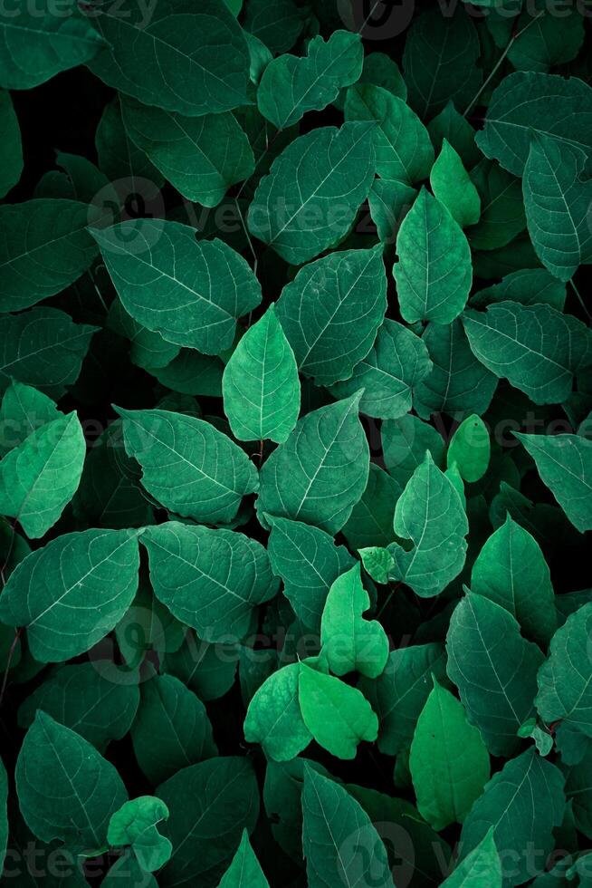 green plant leaves in the garden in springtime, green background photo