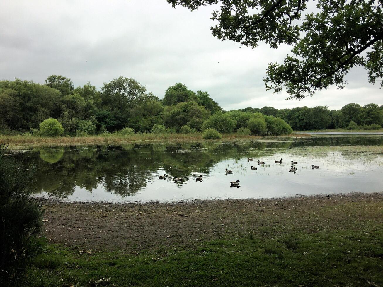 A view of Delamere Forest in Cheshire photo