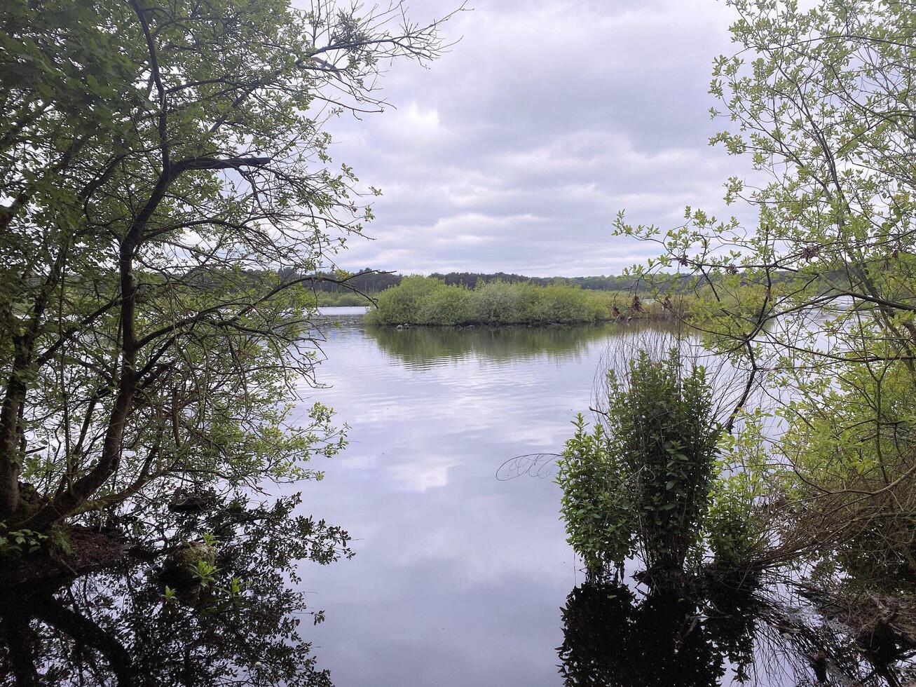 un ver de delamere bosque en Cheshire foto