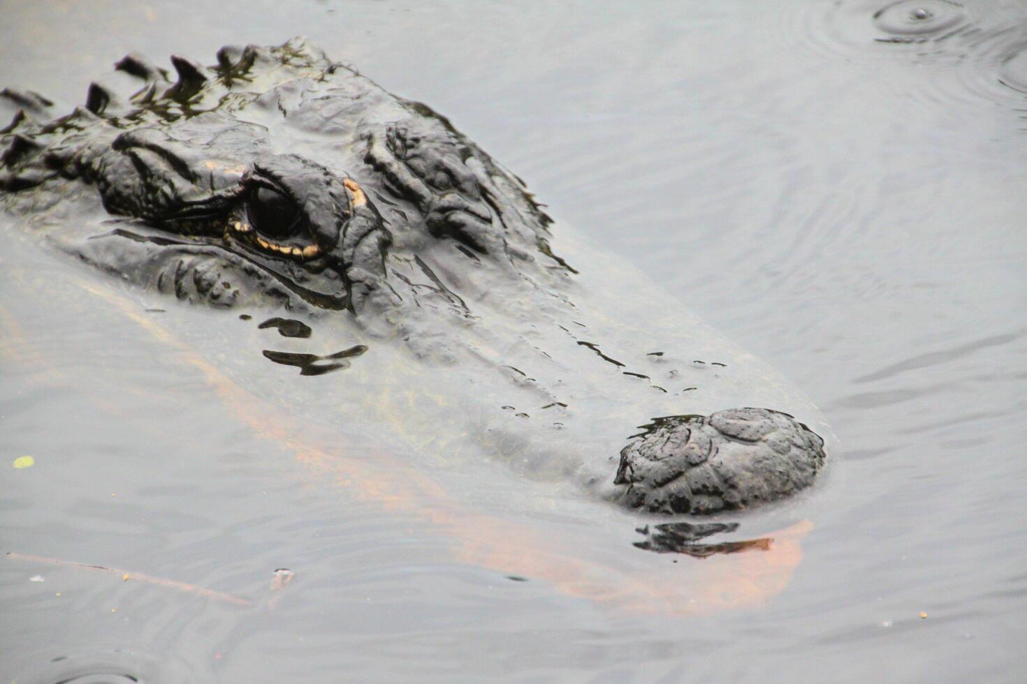 A view of an Alligator in Florida photo