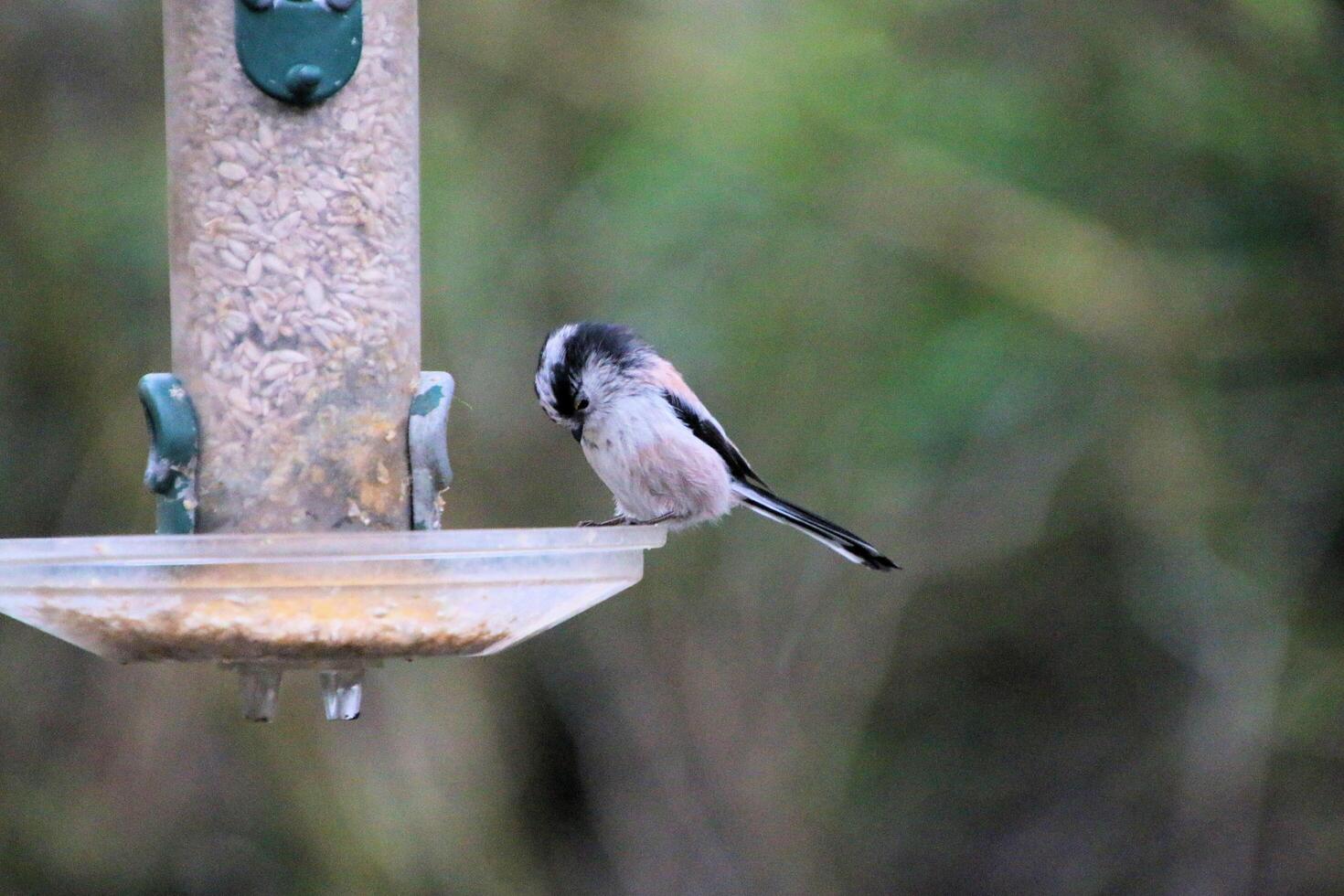 A view of a Long Tailed Tit photo