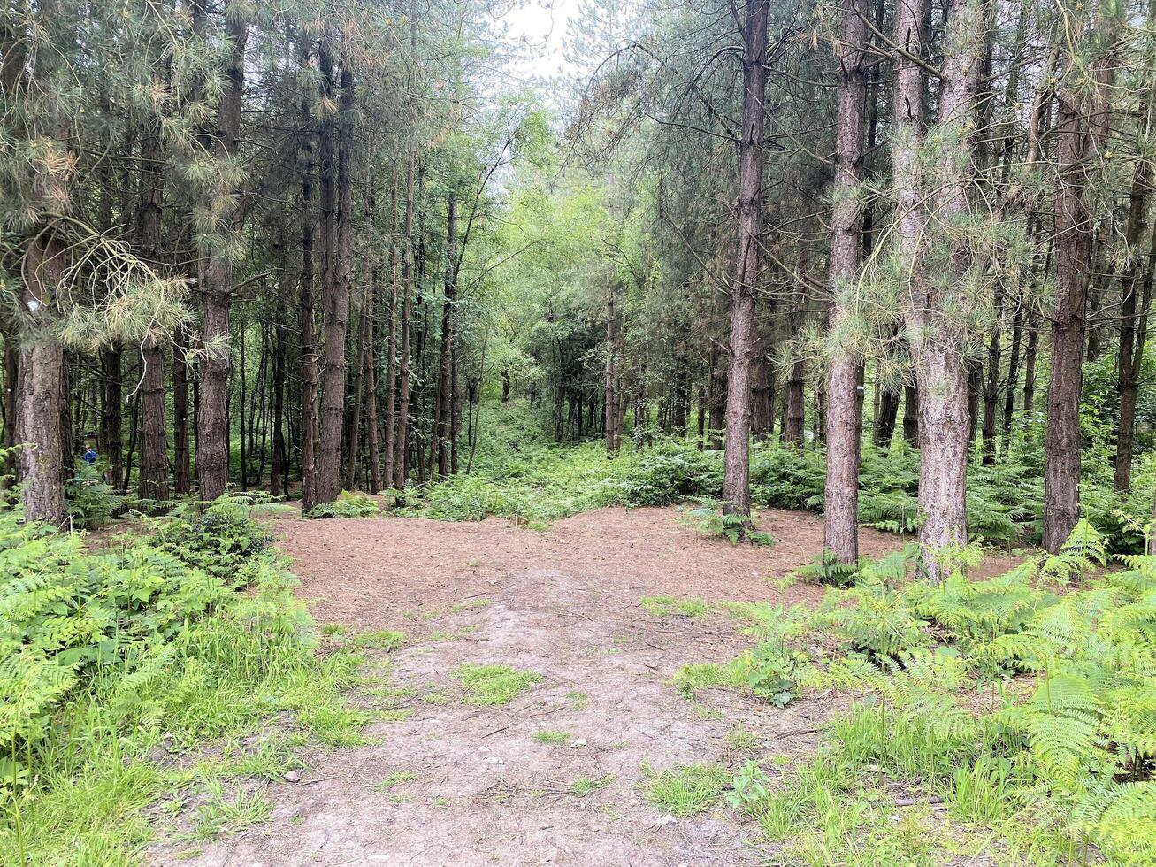 A view of Delamere Forest in Cheshire photo