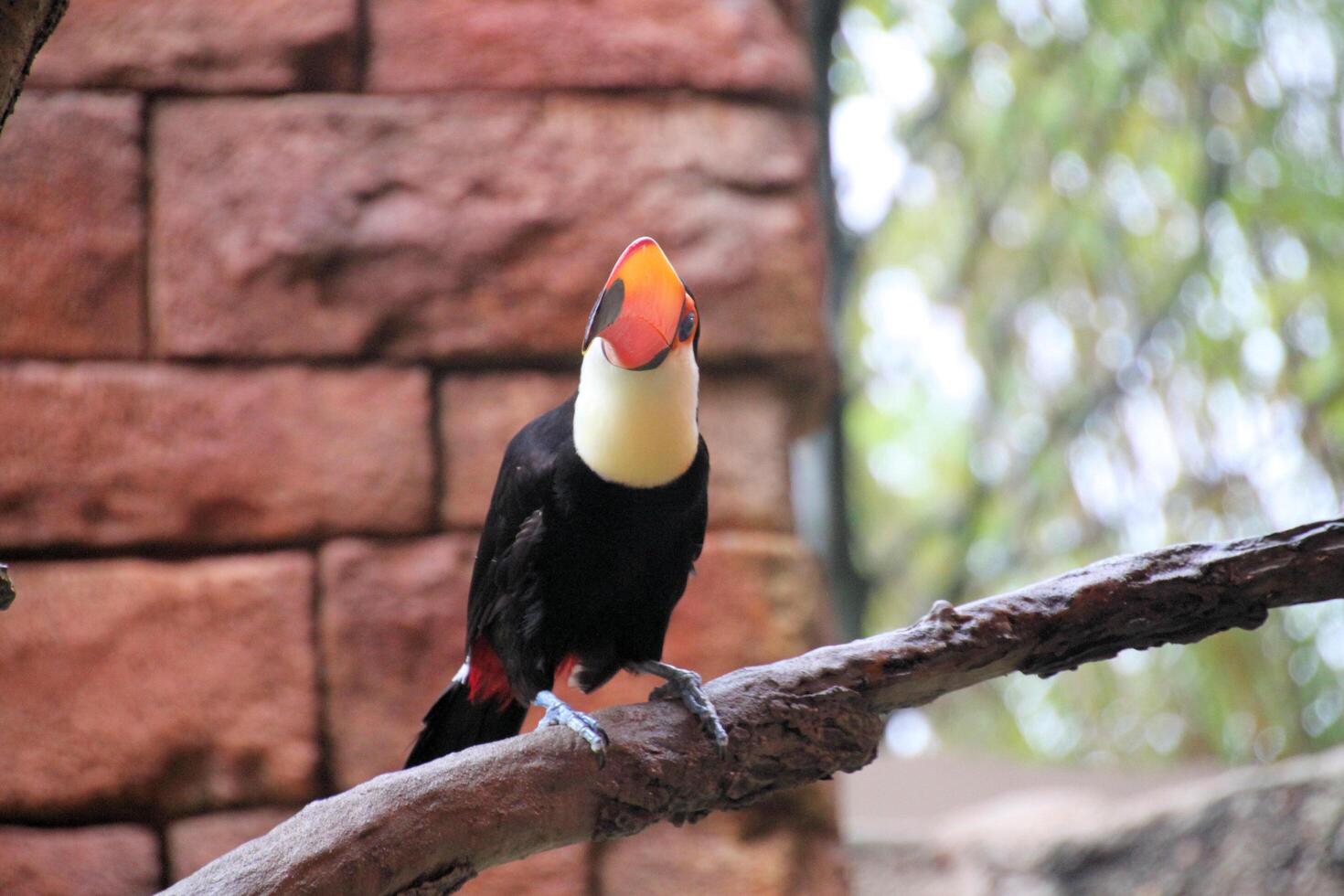 A Toucan on a branch photo
