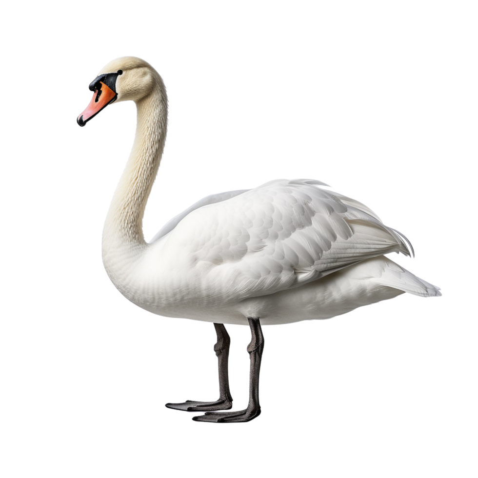 AI generated Swan clip art png