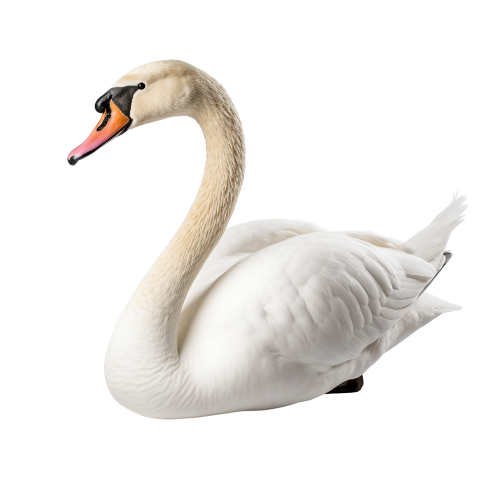 AI generated Swan clip art png