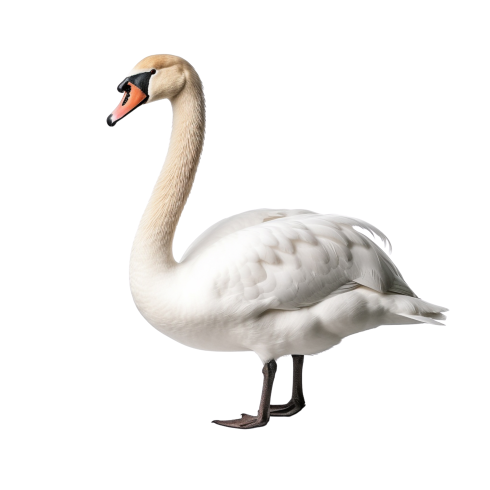 AI generated Swan clip art png
