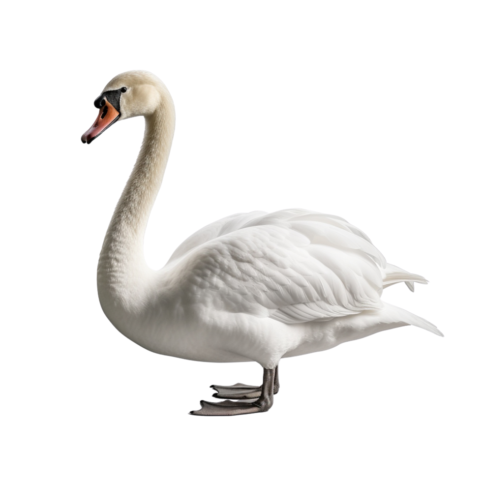 AI generated Swan clip art png