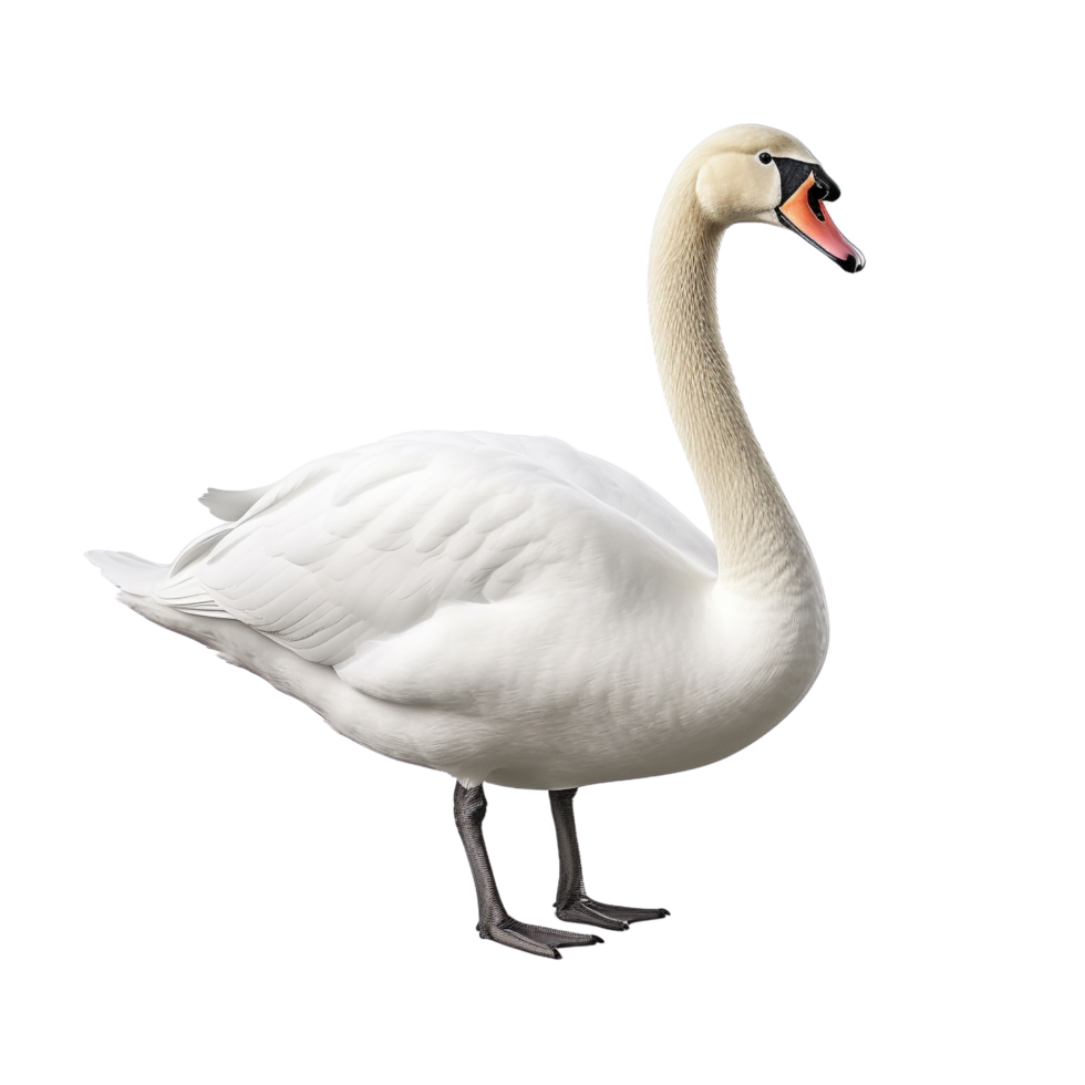 AI generated Swan clip art png