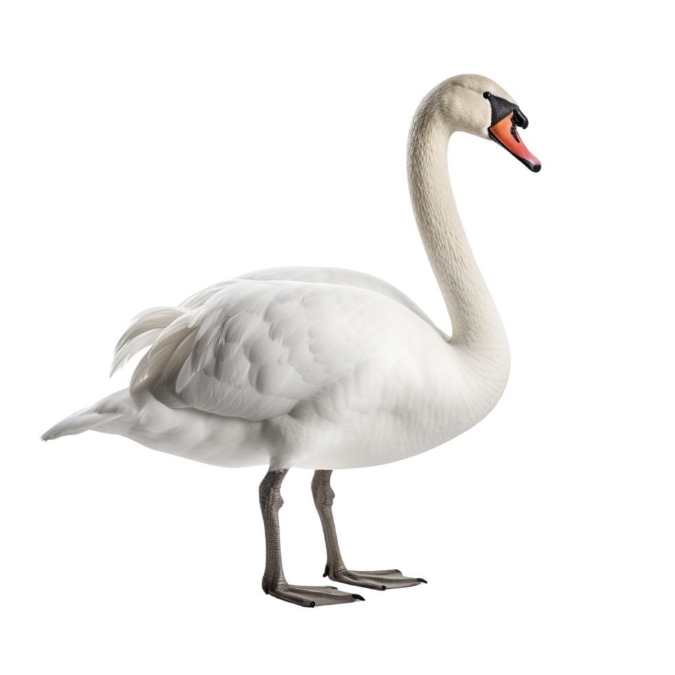 AI generated Swan clip art png