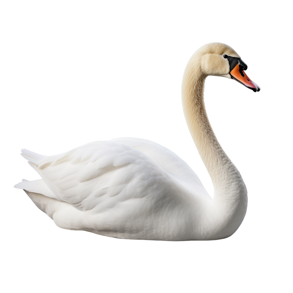 AI generated Swan clip art png
