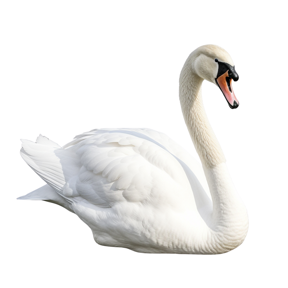 AI generated Swan clip art png