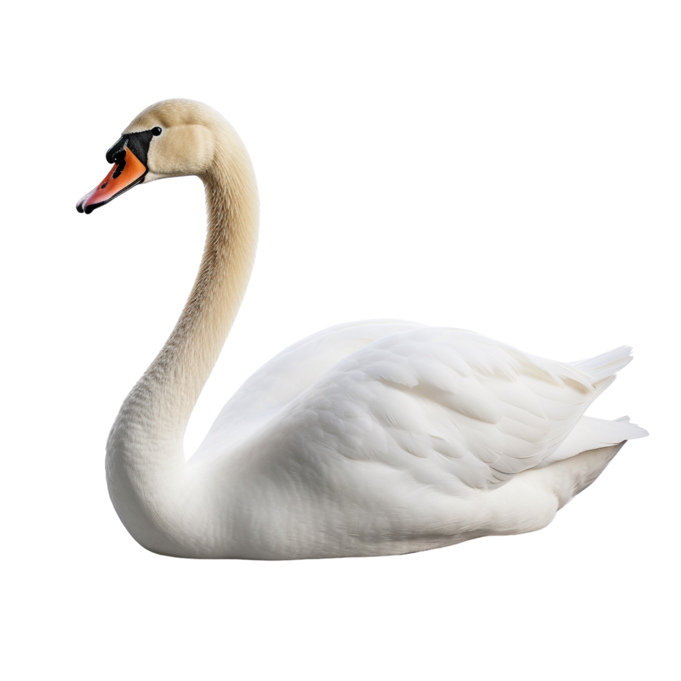 AI generated Swan clip art png