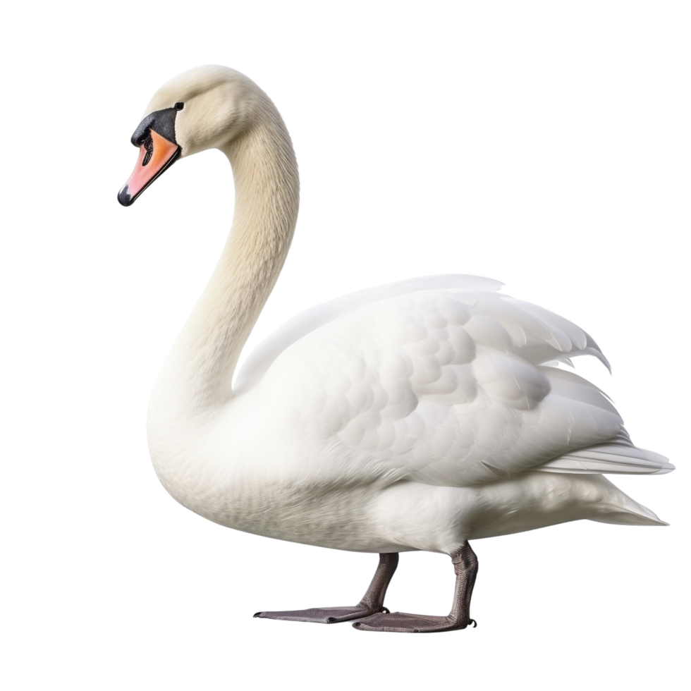AI generated Swan clip art png