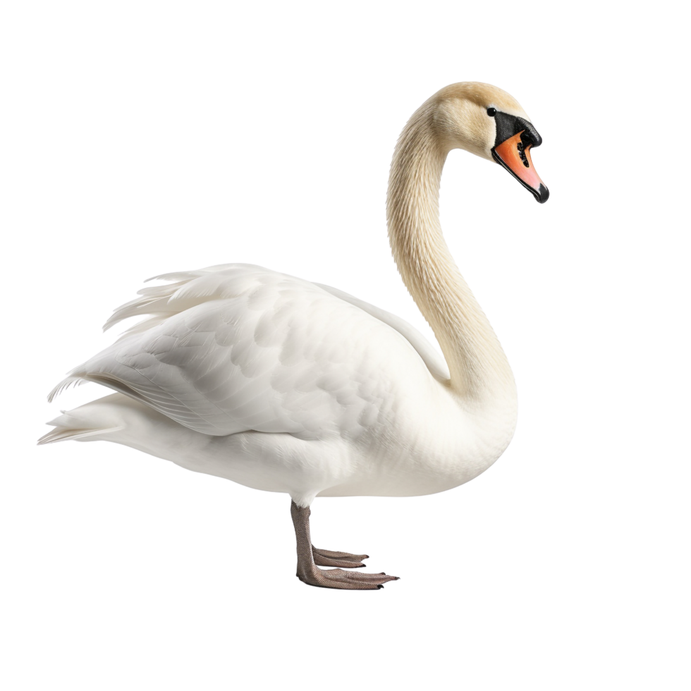 AI generated Swan clip art png