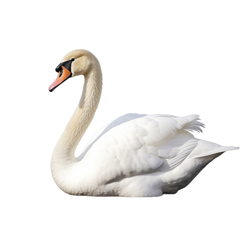 AI generated Swan clip art png