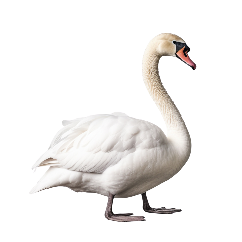 AI generated Swan clip art png